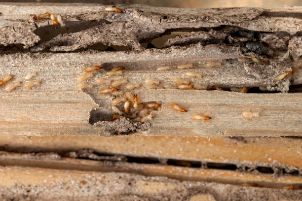  Prces Lakes, IN Pest Control Pros